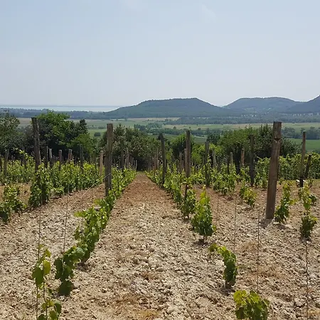 Grand Cru 2. Vendeghaz Feriehus Hegymagas