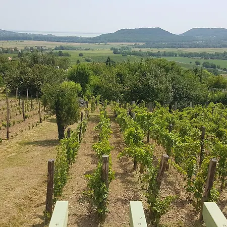 Holiday home Grand Cru 2. Vendeghaz